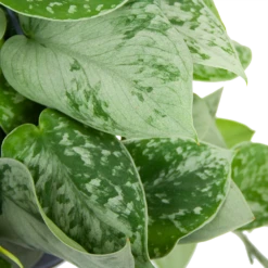 Scindapsus Pictus Silvery Ann - Epipremnum - In Hangpot - P15 H30 - Kamerplant 8 Scindapsus Pictus Silvery Ann - Epipremnum - In Hangpot - P15 H30 - Kamerplant -uinbenodigdheden Verkoop 2024 scindapsus pictus silvery ann epipremnum in hangpot p15 h30 6 3