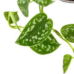 Scindapsus Pictus Trebie - Epipremnum - In Hangpot - P15 H20 - Kamerplant 8 Scindapsus Pictus Trebie - Epipremnum - In Hangpot - P15 H20 - Kamerplant -uinbenodigdheden Verkoop 2024 scindapsus pictus trebie epipremnum in hangpot p15 6 1