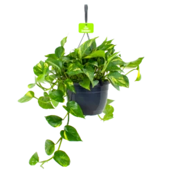 Scindapsus Pinnatum Aureum - Epipremnum - In Hangpot - P17 H35 - Kamerplant