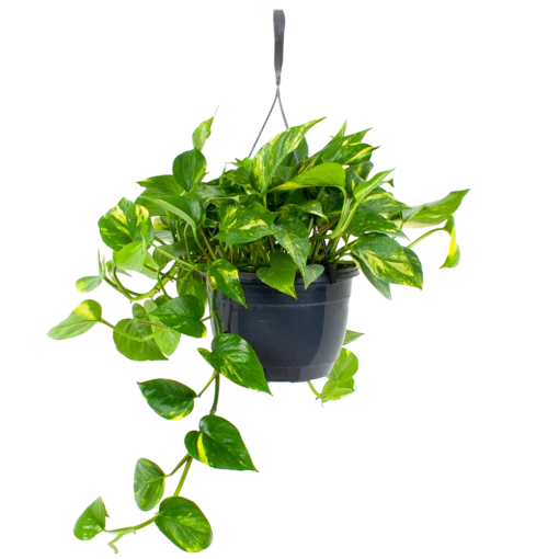 Scindapsus Pinnatum Aureum - Epipremnum - In Hangpot - P20 H40 - Kamerplant 8 Scindapsus Pinnatum Aureum - Epipremnum - In Hangpot - P20 H40 - Kamerplant -uinbenodigdheden Verkoop 2024 scindapsus pinnatum aureum epipremnum in hangpot p20 h40 1