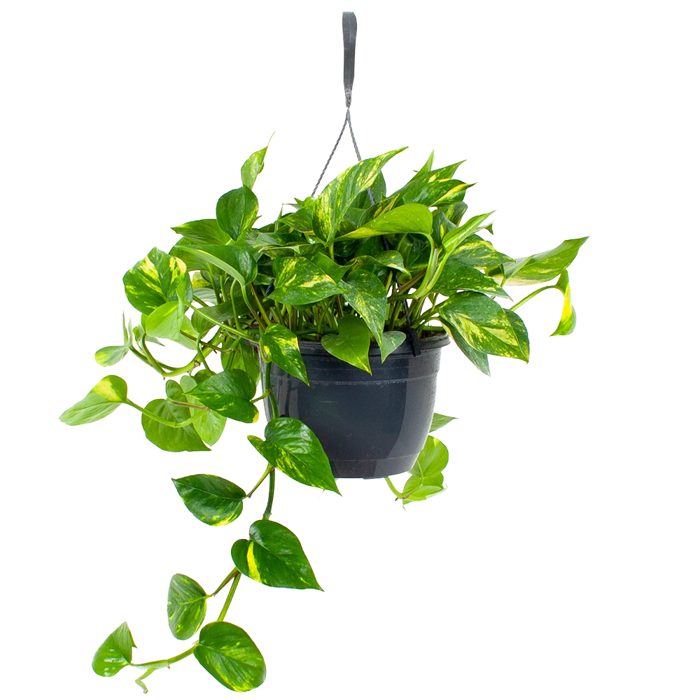 Scindapsus Pinnatum Aureum - Epipremnum - In Hangpot - P20 H40 - Kamerplant 3 Scindapsus Pinnatum Aureum - Epipremnum - In Hangpot - P20 H40 - Kamerplant