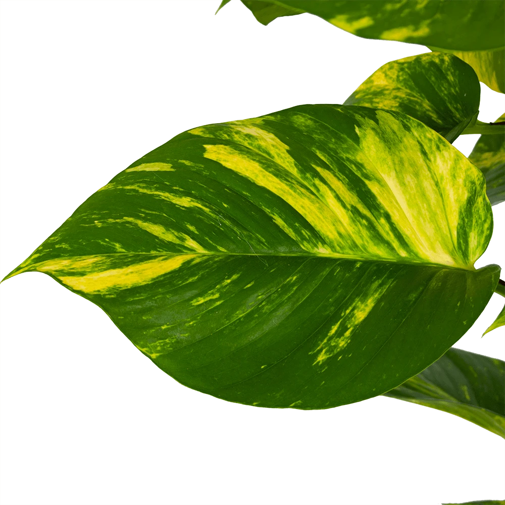 Scindapsus Pinnatum Aureum Op Mosstok - Epipremnum - P27 H150 - Kamerplant 4 Scindapsus Pinnatum Aureum Op Mosstok - Epipremnum - P27 H150 - Kamerplant - Image 2