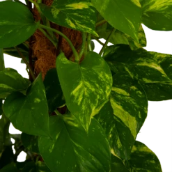 Scindapsus Pinnatum Aureum Op Mosstok - Epipremnum - P27 H150 - Kamerplant 8 Scindapsus Pinnatum Aureum Op Mosstok - Epipremnum - P27 H150 - Kamerplant -uinbenodigdheden Verkoop 2024 scindapsus pinnatum aureum op mosstok epipremnum p27 h150 4