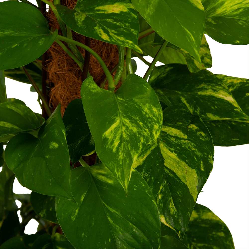 Scindapsus Pinnatum Aureum Op Mosstok - Epipremnum - P27 H150 - Kamerplant 5 Scindapsus Pinnatum Aureum Op Mosstok - Epipremnum - P27 H150 - Kamerplant - Image 3