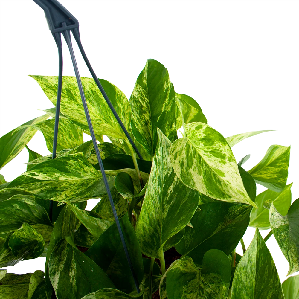 Scindapsus Pinnatum Marble Queen - Epipremnum - Hangpot - P17 H35 - Kamerplant 4 Scindapsus Pinnatum Marble Queen - Epipremnum - Hangpot - P17 H35 - Kamerplant - Image 2