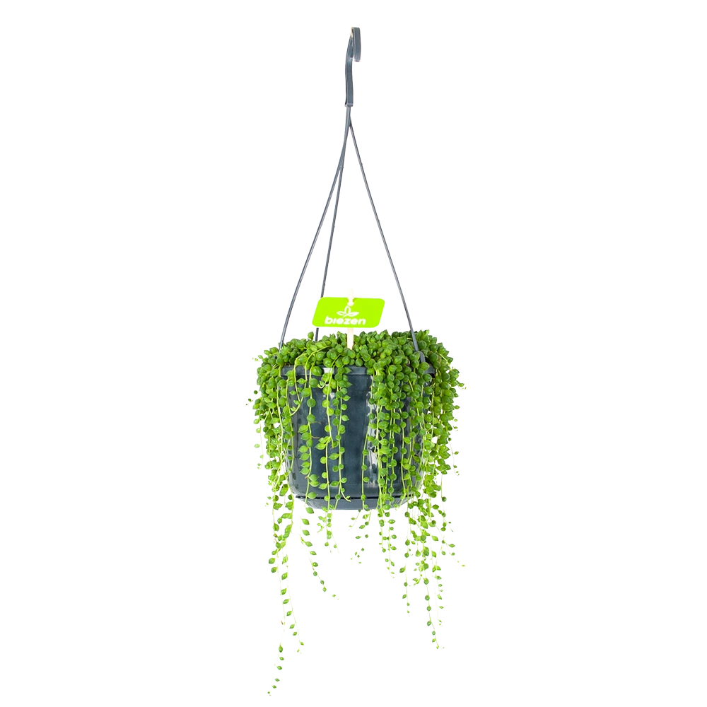 Senecio Rowleyanus - Erwtenplant - In Hangpot - P17 H20 - Kamerplant 3 Senecio Rowleyanus - Erwtenplant - In Hangpot - P17 H20 - Kamerplant