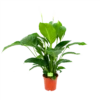 Spathiphyllum Wallisii - Lepelplant - P19 H80 Wit - Kamerplant -uinbenodigdheden Verkoop 2024 spathiphyllum wallisii lepelplant p19 h80 wit 1 1