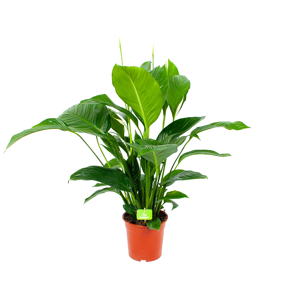 Spathiphyllum Wallisii - Lepelplant - P19 H80 Wit - Kamerplant 3 Spathiphyllum Wallisii - Lepelplant - P19 H80 Wit - Kamerplant