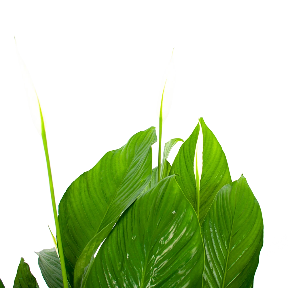 Spathiphyllum Wallisii - Lepelplant - P19 H80 Wit - Kamerplant 4 Spathiphyllum Wallisii - Lepelplant - P19 H80 Wit - Kamerplant - Image 2