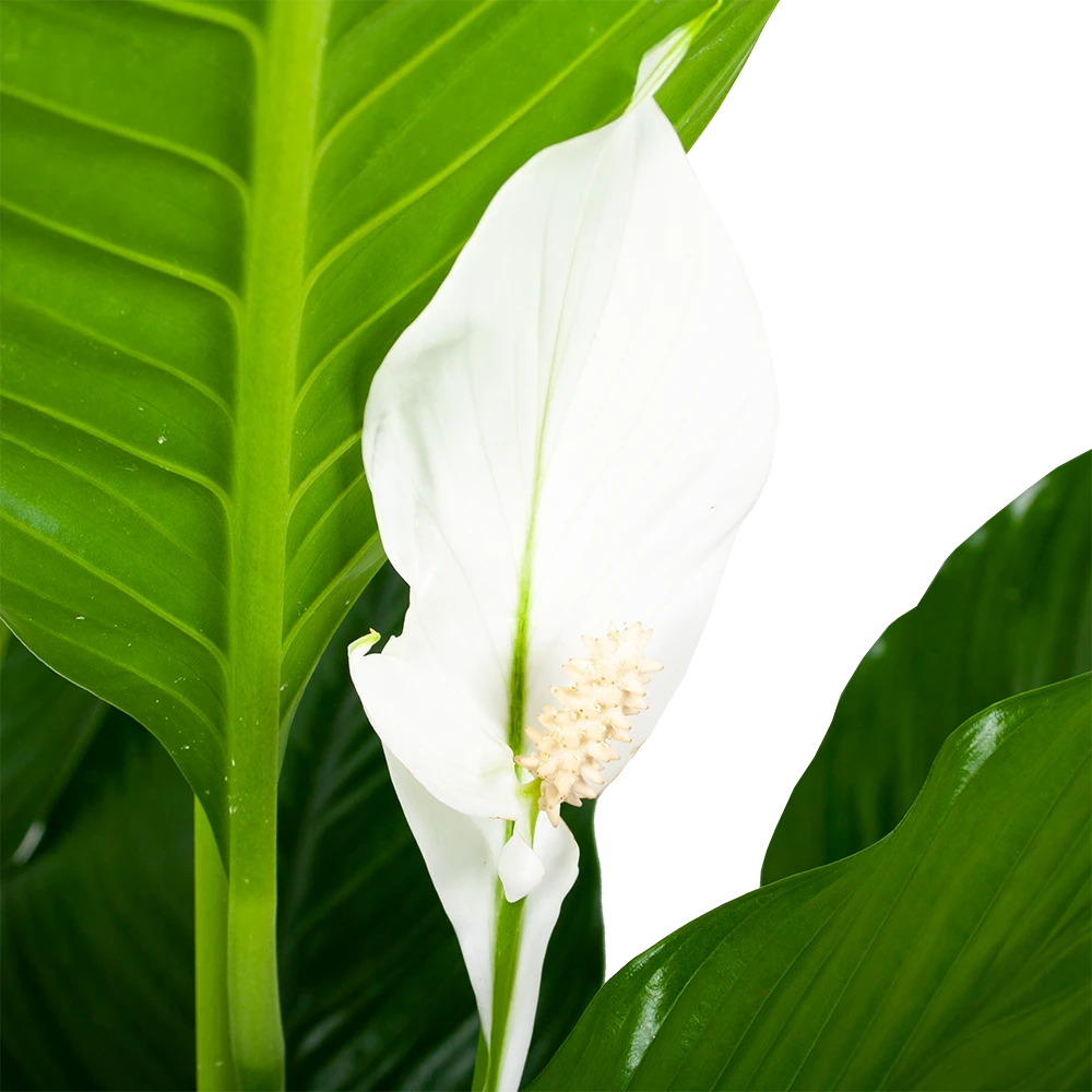Spathiphyllum Wallisii - Lepelplant - P24 H120 Wit - Kamerplant 4 Spathiphyllum Wallisii - Lepelplant - P24 H120 Wit - Kamerplant - Image 2