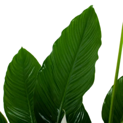 Spathiphyllum Wallisii - Lepelplant - P24 H120 Wit - Kamerplant 8 Spathiphyllum Wallisii - Lepelplant - P24 H120 Wit - Kamerplant -uinbenodigdheden Verkoop 2024 spathiphyllum wallisii lepelplant p24 h120 wit 6