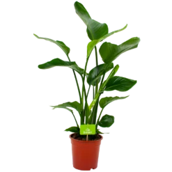 Strelitzia Nicolai - Paradijsvogelpant - P19 H80 - Kamerplant