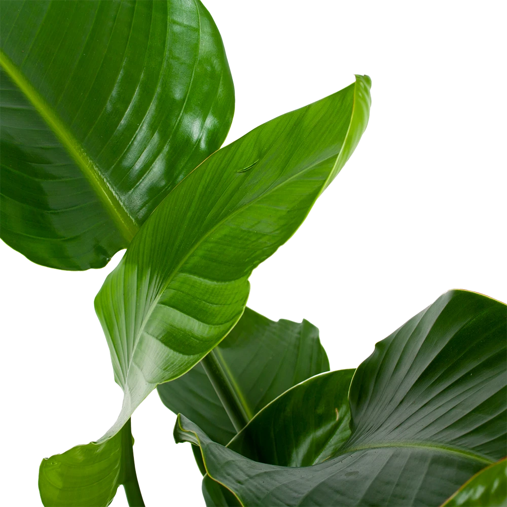 Strelitzia Nicolai - Paradijsvogelpant - P19 H80 - Kamerplant 4 Strelitzia Nicolai - Paradijsvogelpant - P19 H80 - Kamerplant - Image 2