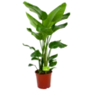 Strelitzia Nicolai - Paradijsvogelpant - P24 H100 - Kamerplant -uinbenodigdheden Verkoop 2024 strelitzia nicolai paradijsvogelpant p24 h100 1 3