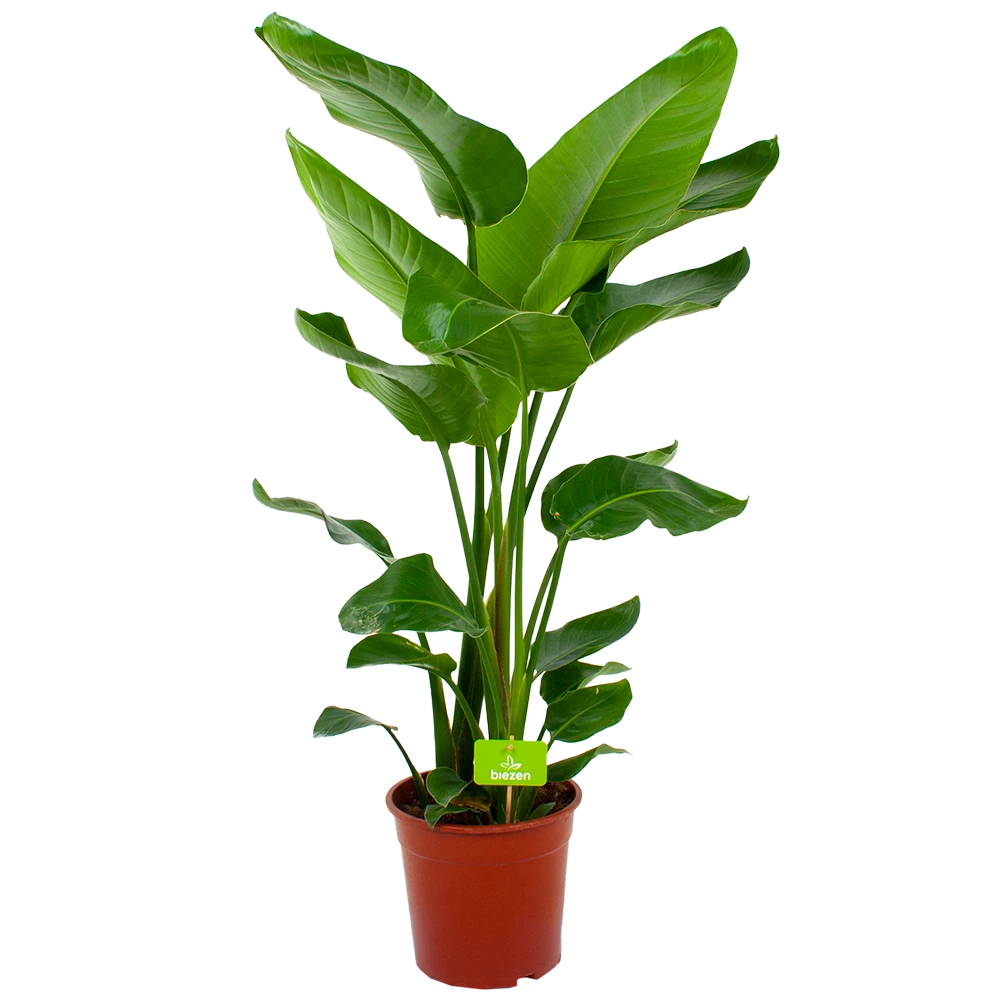 Strelitzia Nicolai - Paradijsvogelpant - P24 H100 - Kamerplant 3 Strelitzia Nicolai - Paradijsvogelpant - P24 H100 - Kamerplant