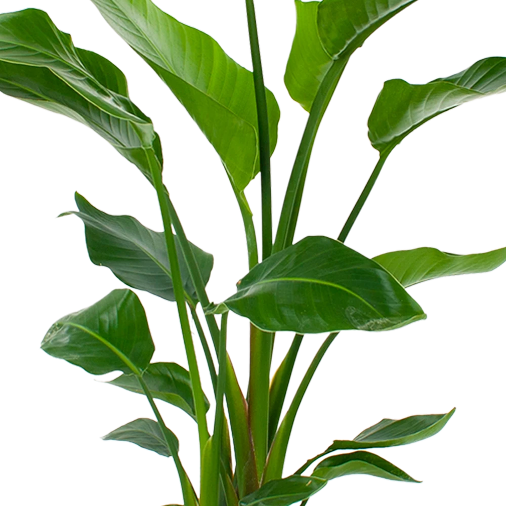 Strelitzia Nicolai - Paradijsvogelpant - P24 H100 - Kamerplant 4 Strelitzia Nicolai - Paradijsvogelpant - P24 H100 - Kamerplant - Image 2