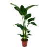 Strelitzia Nicolai - Paradijsvogelpant - P27 H180 - Kamerplant -uinbenodigdheden Verkoop 2024 strelitzia nicolai paradijsvogelpant p27 h180 1 1 1
