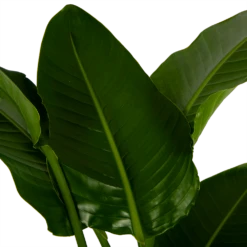 Strelitzia Nicolai - Paradijsvogelpant - P27 H180 - Kamerplant -uinbenodigdheden Verkoop 2024 strelitzia nicolai paradijsvogelpant p27 h180 6 2