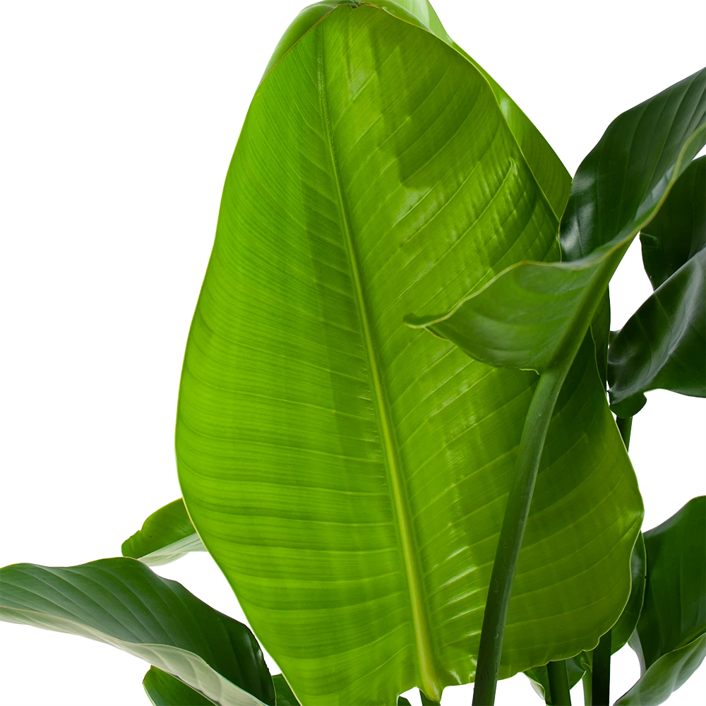 Strelitzia Nicolai - Paradijsvogelpant - P30 H130 - Kamerplant 4 Strelitzia Nicolai - Paradijsvogelpant - P30 H130 - Kamerplant - Image 2