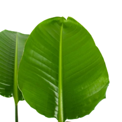 Strelitzia Nicolai - Paradijsvogelpant - P30 H130 - Kamerplant 9 Strelitzia Nicolai - Paradijsvogelpant - P30 H130 - Kamerplant -uinbenodigdheden Verkoop 2024 strelitzia nicolai paradijsvogelpant p30 h130 5