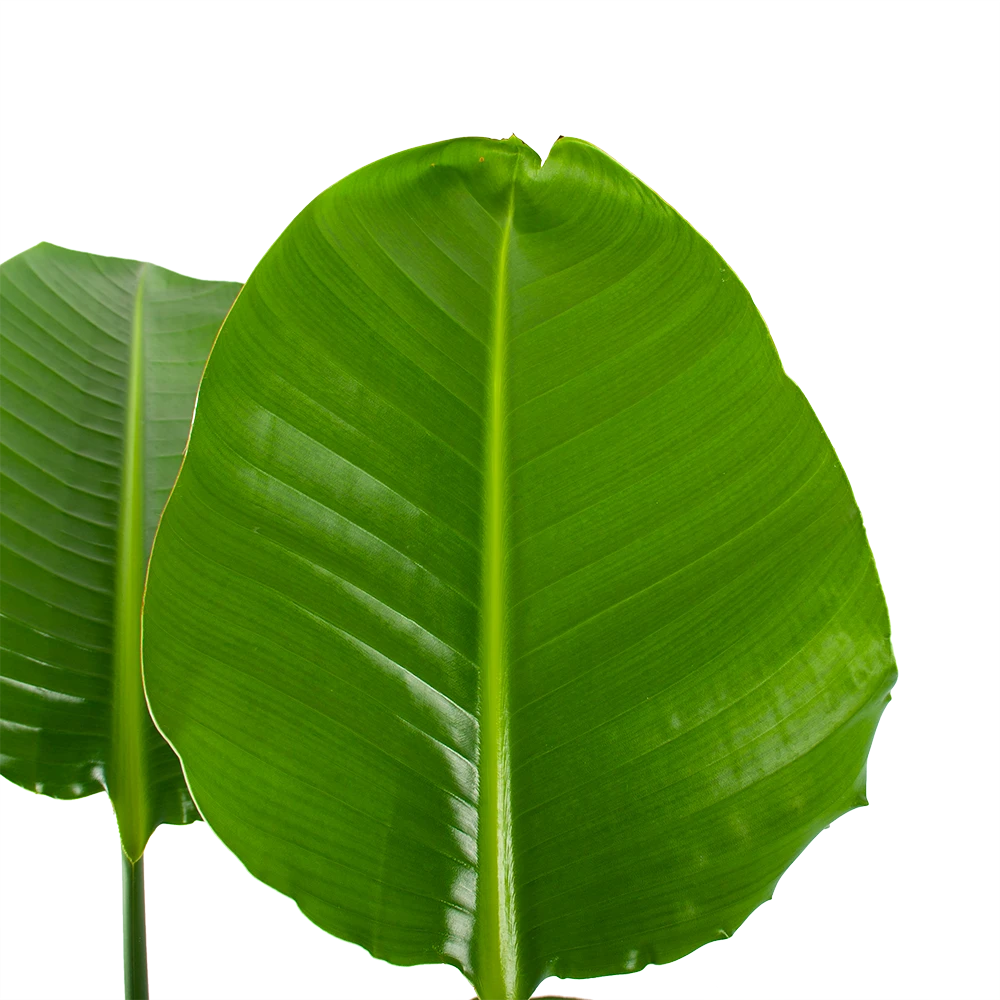 Strelitzia Nicolai - Paradijsvogelpant - P30 H130 - Kamerplant 5 Strelitzia Nicolai - Paradijsvogelpant - P30 H130 - Kamerplant - Image 3