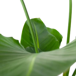 Strelitzia Nicolai - Paradijsvogelpant - P30 H130 - Kamerplant 10 Strelitzia Nicolai - Paradijsvogelpant - P30 H130 - Kamerplant -uinbenodigdheden Verkoop 2024 strelitzia nicolai paradijsvogelpant p30 h130 6