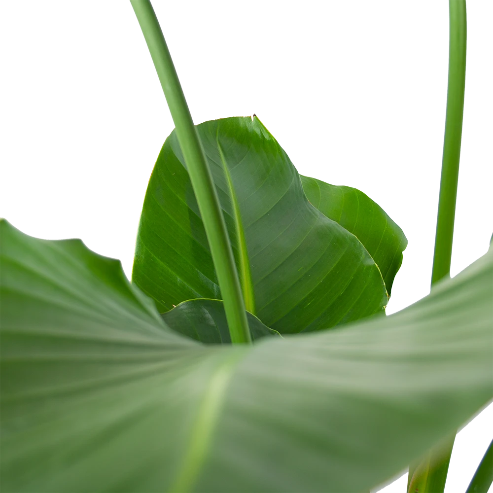 Strelitzia Nicolai - Paradijsvogelpant - P30 H130 - Kamerplant 6 Strelitzia Nicolai - Paradijsvogelpant - P30 H130 - Kamerplant - Image 4