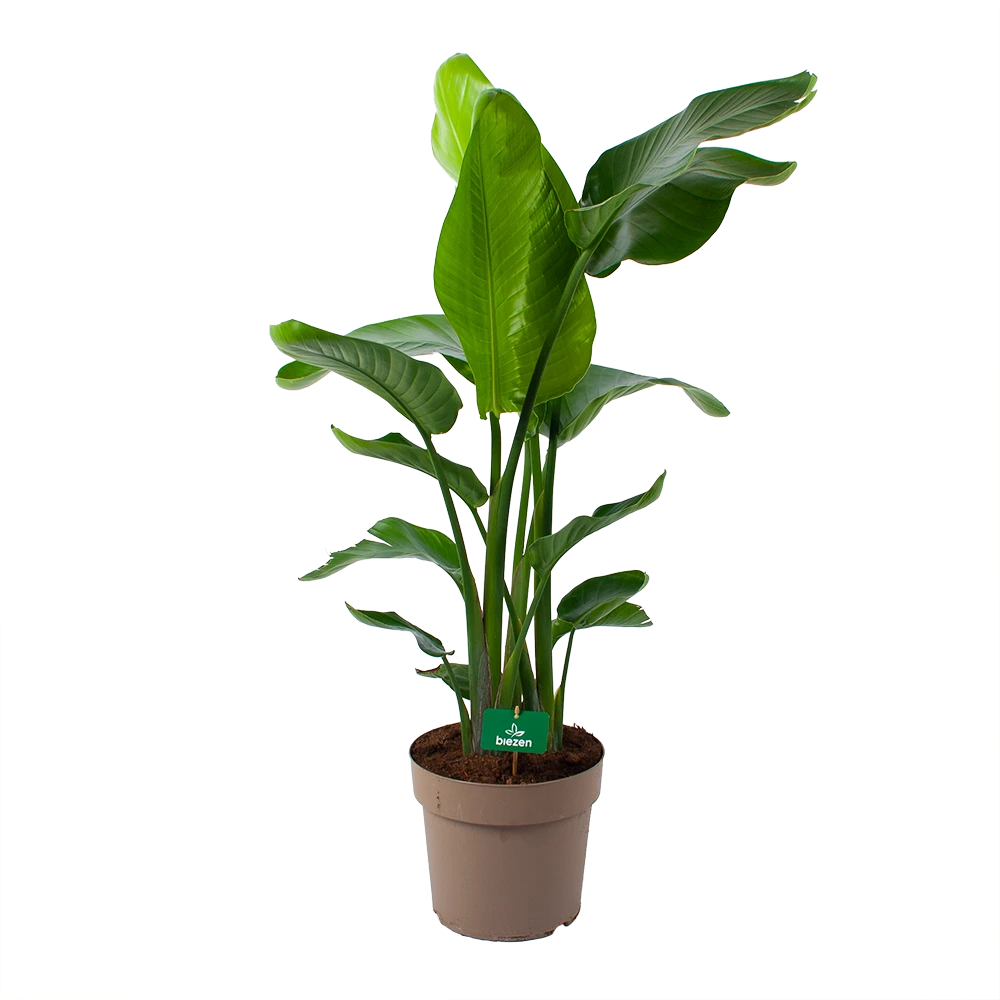 Strelitzia Nicolai - Paradijsvogelpant - P30 H130 - Kamerplant 3 Strelitzia Nicolai - Paradijsvogelpant - P30 H130 - Kamerplant