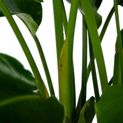 Strelitzia Nicolai - Paradijsvogelpant - P32,5 H165 - Kamerplant -uinbenodigdheden Verkoop 2024 strelitzia nicolai paradijsvogelpant p32 5 h165 6