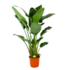 Strelitzia Nicolai - Paradijsvogelpant - P32 H170 - Kamerplant -uinbenodigdheden Verkoop 2024 strelitzia nicolai paradijsvogelpant p32 h170 1