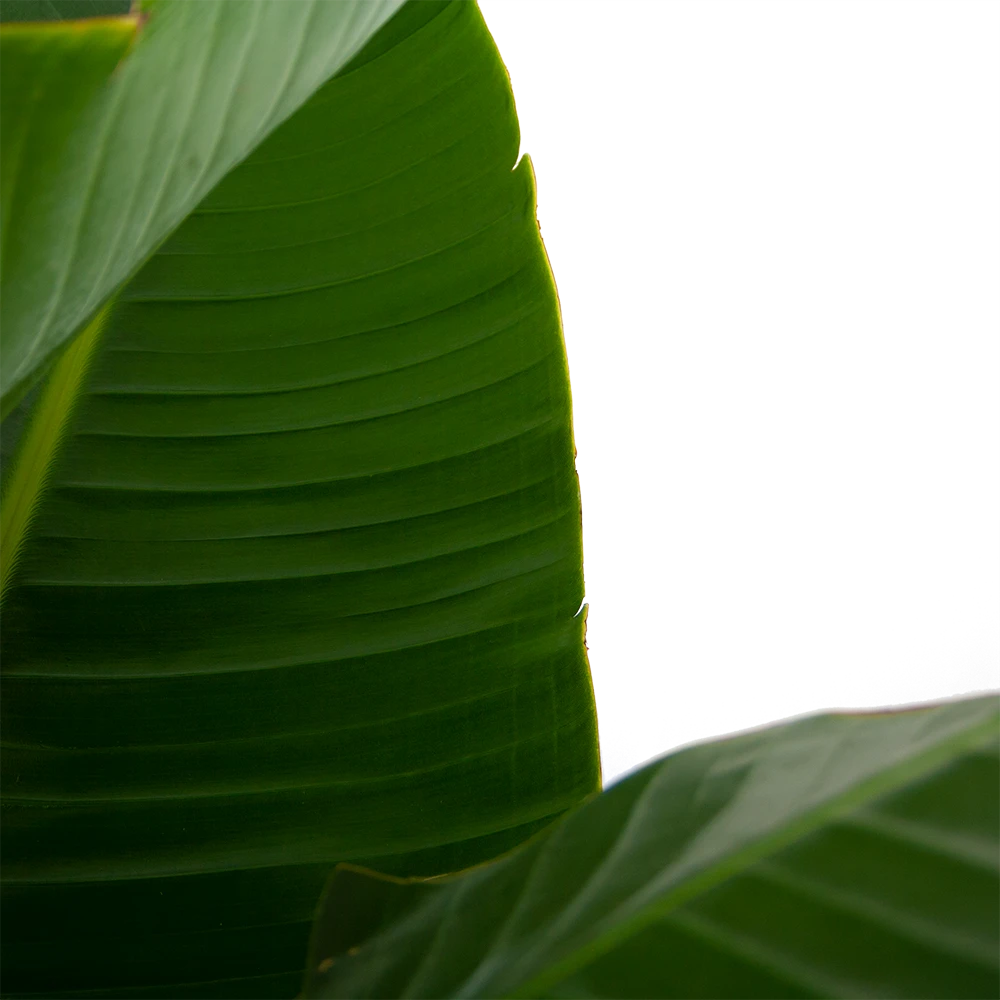 Strelitzia Nicolai - Paradijsvogelpant - P32 H170 - Kamerplant 4 Strelitzia Nicolai - Paradijsvogelpant - P32 H170 - Kamerplant - Image 2