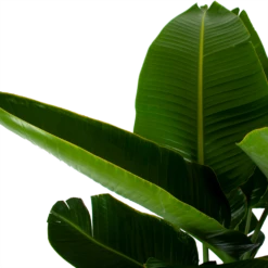 Strelitzia Nicolai - Paradijsvogelpant - P32 H170 - Kamerplant 8 Strelitzia Nicolai - Paradijsvogelpant - P32 H170 - Kamerplant -uinbenodigdheden Verkoop 2024 strelitzia nicolai paradijsvogelpant p32 h170 6