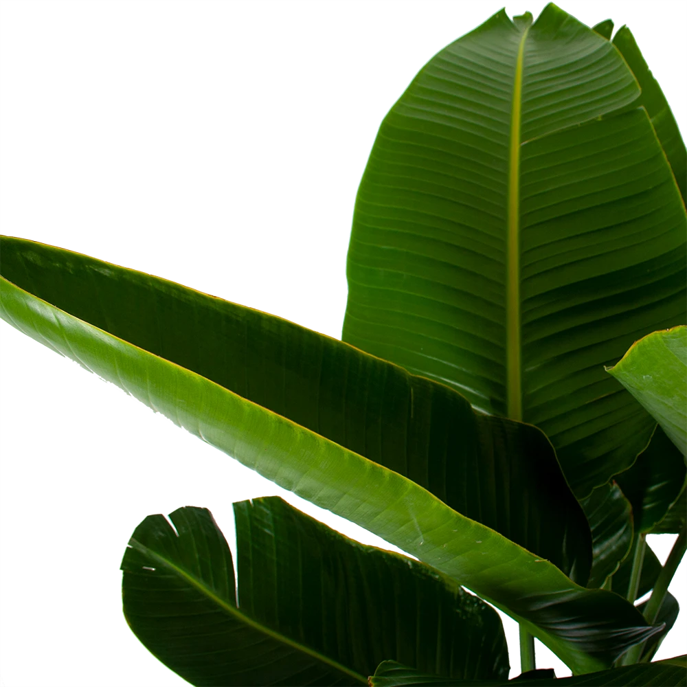 Strelitzia Nicolai - Paradijsvogelpant - P32 H170 - Kamerplant 5 Strelitzia Nicolai - Paradijsvogelpant - P32 H170 - Kamerplant - Image 3