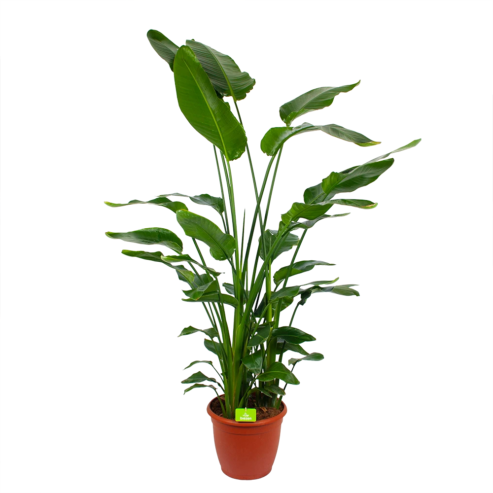 Strelitzia Nicolai - Paradijsvogelpant - P36 H170 - Kamerplant 3 Strelitzia Nicolai - Paradijsvogelpant - P36 H170 - Kamerplant