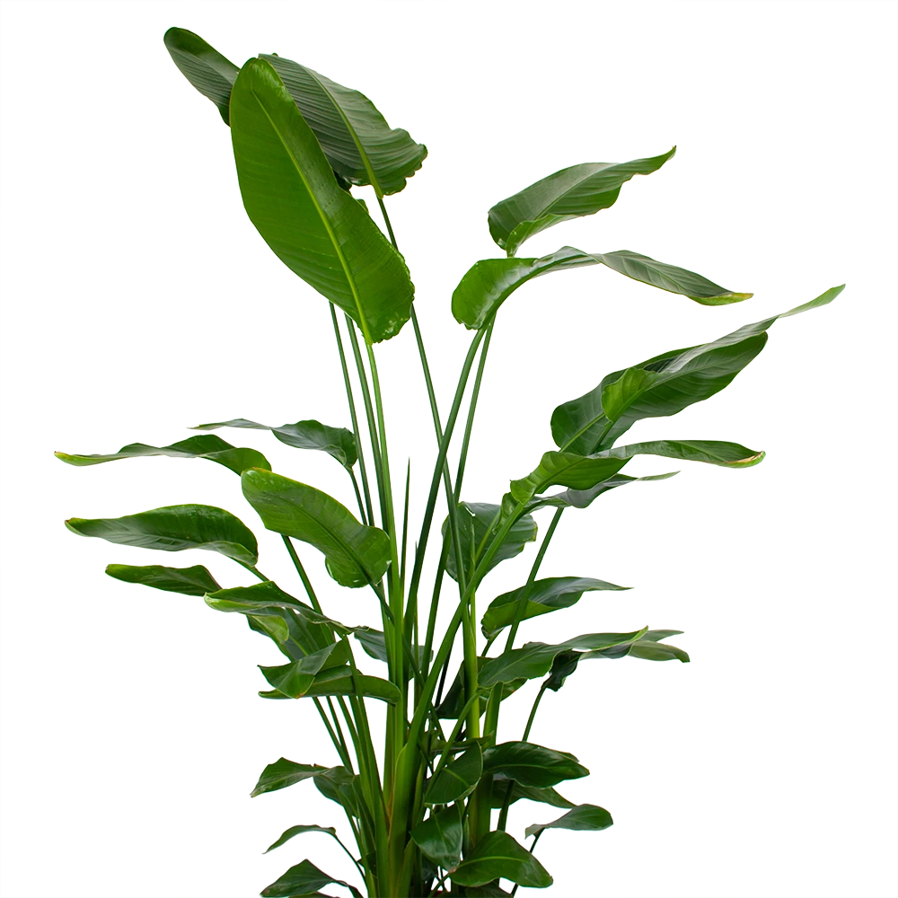 Strelitzia Nicolai - Paradijsvogelpant - P36 H170 - Kamerplant 4 Strelitzia Nicolai - Paradijsvogelpant - P36 H170 - Kamerplant - Image 2