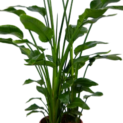 Strelitzia Nicolai - Paradijsvogelpant - P36 H170 - Kamerplant 9 Strelitzia Nicolai - Paradijsvogelpant - P36 H170 - Kamerplant -uinbenodigdheden Verkoop 2024 strelitzia nicolai paradijsvogelpant p36 h170 kamerplant 4 1