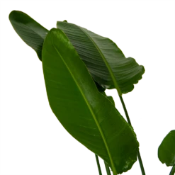 Strelitzia Nicolai - Paradijsvogelpant - P36 H170 - Kamerplant 10 Strelitzia Nicolai - Paradijsvogelpant - P36 H170 - Kamerplant -uinbenodigdheden Verkoop 2024 strelitzia nicolai paradijsvogelpant p36 h170 kamerplant 6