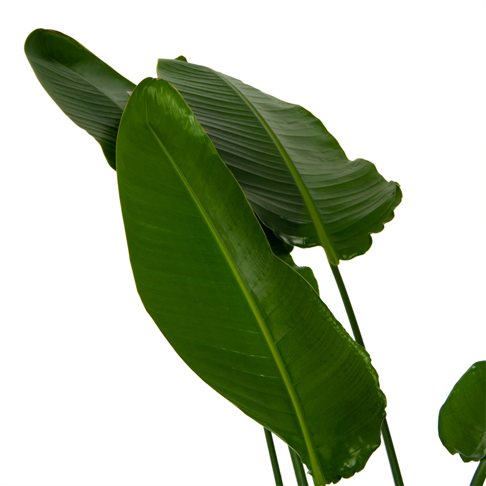 Strelitzia Nicolai - Paradijsvogelpant - P36 H170 - Kamerplant 6 Strelitzia Nicolai - Paradijsvogelpant - P36 H170 - Kamerplant - Image 4