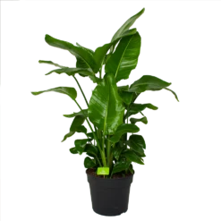 Strelitzia Nicolai - Paradijsvogelpant - P38 H160 - Kamerplant