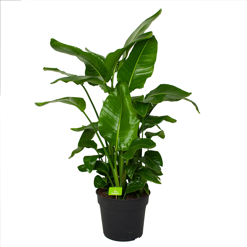 Strelitzia Nicolai - Paradijsvogelpant - P38 H160 - Kamerplant 3 Strelitzia Nicolai - Paradijsvogelpant - P38 H160 - Kamerplant