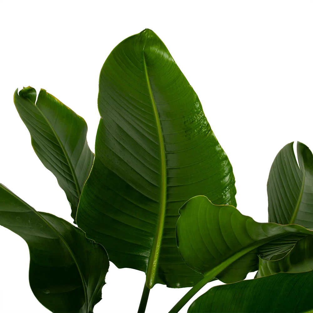 Strelitzia Nicolai - Paradijsvogelpant - P38 H160 - Kamerplant 4 Strelitzia Nicolai - Paradijsvogelpant - P38 H160 - Kamerplant - Image 2