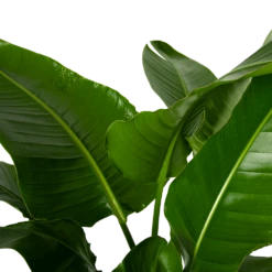 Strelitzia Nicolai - Paradijsvogelpant - P38 H160 - Kamerplant 8 Strelitzia Nicolai - Paradijsvogelpant - P38 H160 - Kamerplant -uinbenodigdheden Verkoop 2024 strelitzia nicolai paradijsvogelpant p38 h160 4