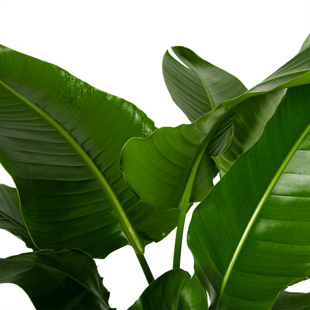 Strelitzia Nicolai - Paradijsvogelpant - P38 H160 - Kamerplant 5 Strelitzia Nicolai - Paradijsvogelpant - P38 H160 - Kamerplant - Image 3