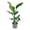 Strelitzia Nicolai - Paradijsvogelplant - P17 H60 - Kamerplant -uinbenodigdheden Verkoop 2024 strelitzia nicolai paradijsvogelplant p17 h60 1