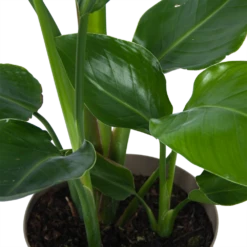 Strelitzia Nicolai - Paradijsvogelplant - P17 H60 - Kamerplant 8 Strelitzia Nicolai - Paradijsvogelplant - P17 H60 - Kamerplant -uinbenodigdheden Verkoop 2024 strelitzia nicolai paradijsvogelplant p17 h60 6