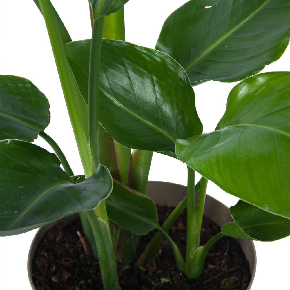 Strelitzia Nicolai - Paradijsvogelplant - P17 H60 - Kamerplant 5 Strelitzia Nicolai - Paradijsvogelplant - P17 H60 - Kamerplant - Image 3