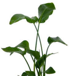 Strelitzia Nicolai - Paradijsvogelplant - P21 H120 - Kamerplant -uinbenodigdheden Verkoop 2024 strelitzia nicolai paradijsvogelplant p21 h120 kamerplant 3