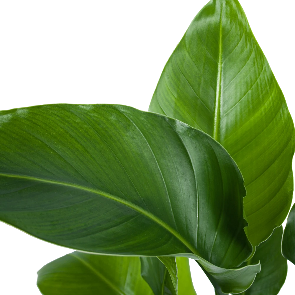 Strelitzia Nicolai - Paradijsvogelplant - P21 H90 - Kamerplant 4 Strelitzia Nicolai - Paradijsvogelplant - P21 H90 - Kamerplant - Image 2