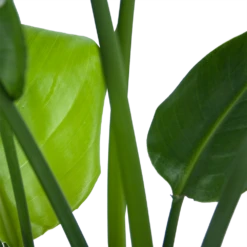 Strelitzia Nicolai - Paradijsvogelplant - P21 H90 - Kamerplant 8 Strelitzia Nicolai - Paradijsvogelplant - P21 H90 - Kamerplant -uinbenodigdheden Verkoop 2024 strelitzia nicolai paradijsvogelplant p21 h90 6