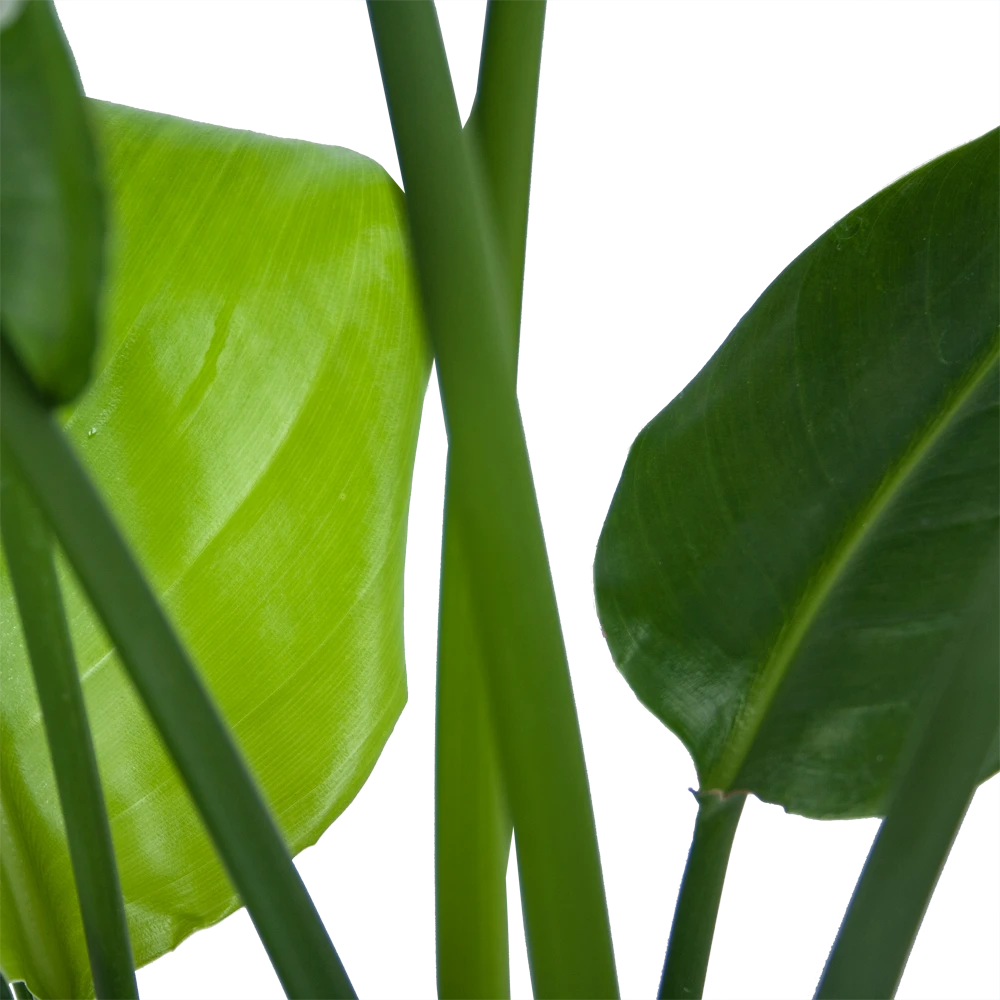 Strelitzia Nicolai - Paradijsvogelplant - P21 H90 - Kamerplant 5 Strelitzia Nicolai - Paradijsvogelplant - P21 H90 - Kamerplant - Image 3